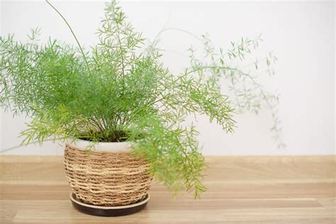 Asparagus Fern Care - How to Grow & Maintain Foxtail Fern | Apartment ...