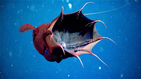 When It Needs to Feast, Vampire Squid Is a Softy - The New York Times