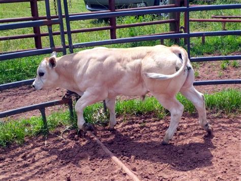 Piedmontese calf | Breeds, Organic farming, Horses