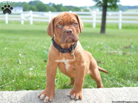 Dogue De Bordeaux Puppies For Sale | Greenfield Puppies