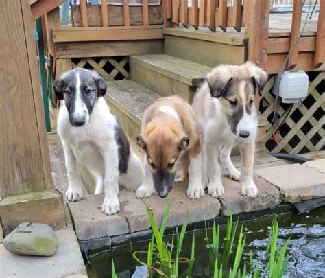 15 Photos Of Borzoi Puppies With Pure Beauty - ilovedogscute.com