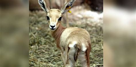 Punjab wildlife park welcomes pair of gazelle after long time