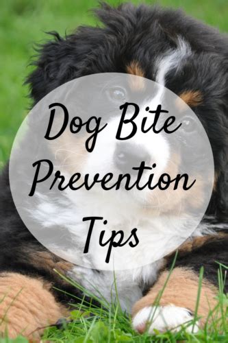 Dog Bite Prevention Tips - Mom and More