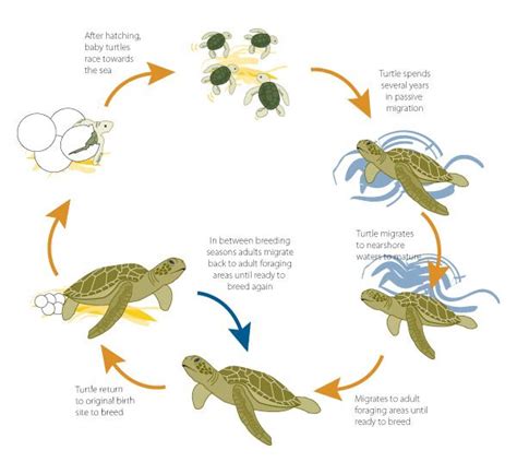 The development and reproduction of a Green sea turtle on emaze