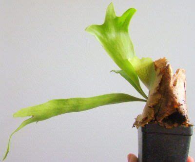 What Are Staghorn Fern Pups: Should I Remove Staghorn Pups