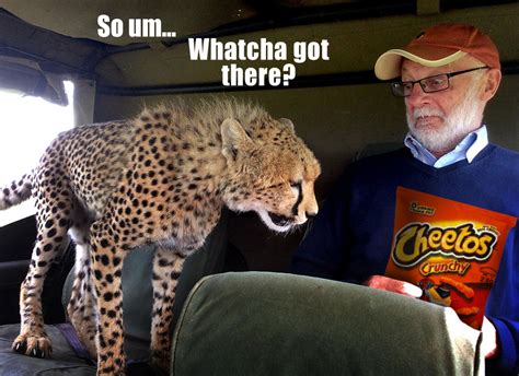 Cheetah Memes