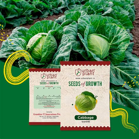 Buy Cabbage Seeds Online-Urban Plant