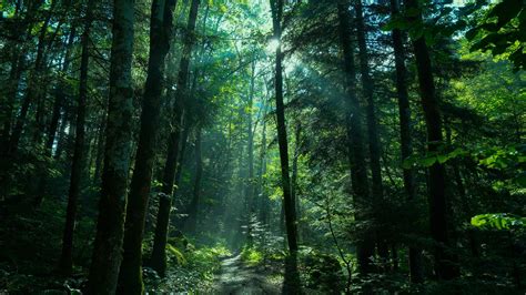 Greenery Forest Nature Path With Sunbeam 4K HD Nature Wallpapers | HD ...