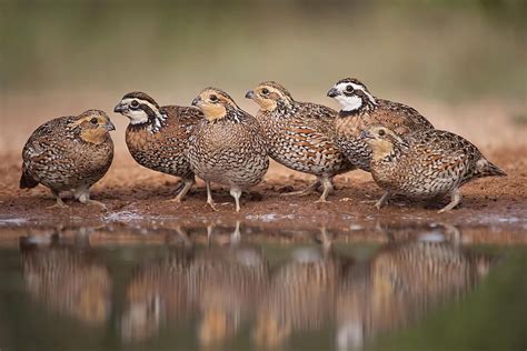 Bobwhite quails (Colinus virginianus) in South Texas © Hector Astorga ...