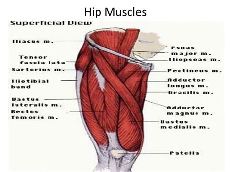 PPT - Hip Muscles PowerPoint Presentation - ID:2019850