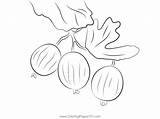 Red Gooseberry At Tree Coloring Page For Kids  Free sketch template