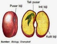 Struktur Biji Pada Tumbuhan | Mikirbae