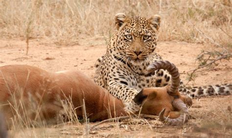 How do leopards kill animals larger than they are? | Serengeti national park, Wildlife safari ...