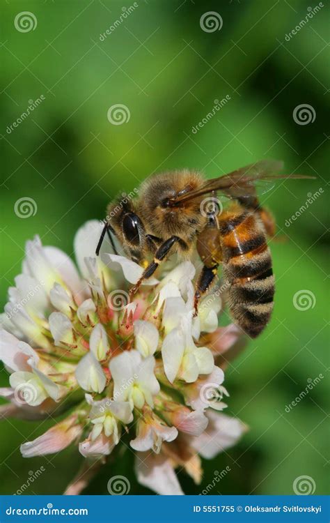 Worker bee stock image. Image of spring, insect, little - 5551755