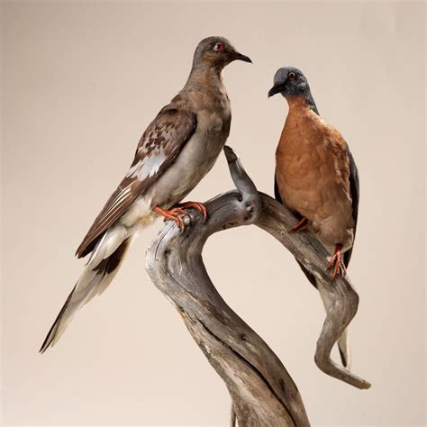 Why Did The Passenger Pigeon Go Extinct? | Passenger pigeon, Extinct ...