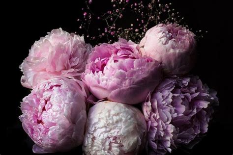 Vintage Peonies Wallpapers - Top Free Vintage Peonies Backgrounds ...