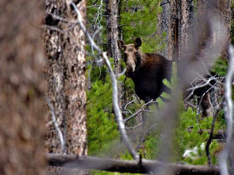 Trail of the Week - Haystack Mountain Trail – Wild Montana