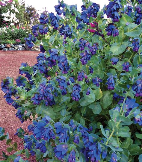 cerinthe major purpurascens - Google zoeken | Pollinator garden, Plants, Landscaping plants