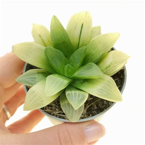 Haworthia retusa f. variegata 6,5 cm. | Aloaceae - Giromagi vendita ...