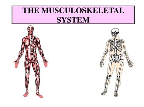 PPT - THE MUSCULOSKELETAL SYSTEM PowerPoint Presentation, free download ...