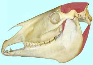 Ungulate Anatomy Lab 19