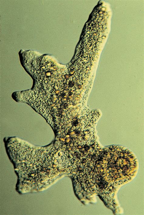 Amoeba Proteus Microscope Slide