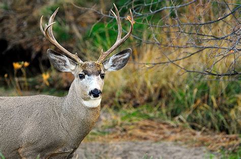 Dakotagraph: Know your South Dakota wildlife