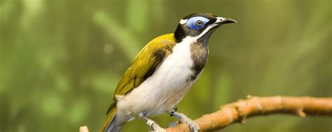 Blue-faced Honeyeater | Lincoln Park Zoo