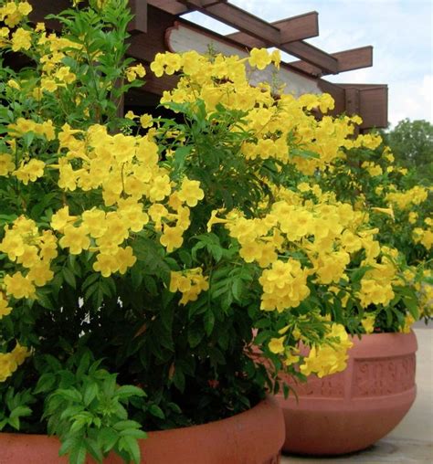 Esperanza+Yellow+Bells+Trumpet+Flower+Tecoma+Stans+-+20+Seeds | Container flowers, Trumpet ...