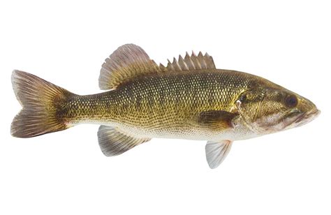 American Bass Fish Species Guide - Types of Bass Fish