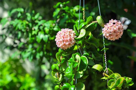 How to Get Hoya Plants to Bloom - Garden Lovers Club