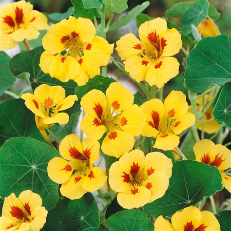 Tropaeolum Nasturtium Peach Melba Vining Flower Seeds