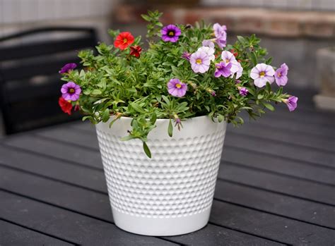 Mainstays Pottery 8in White Dot Ceramic Planter - Walmart.com