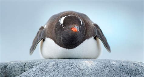 Why some penguin feathers never freeze