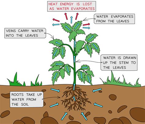 Edexcel IGCSE Biology: Double Science 复习笔记 1.1.5 Living Organisms: Movement & Control-翰林国际教育