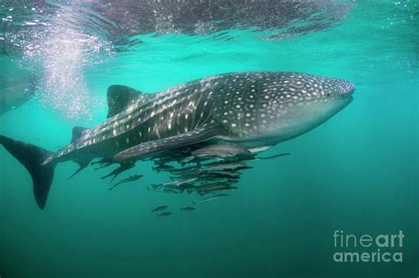 Whale Shark And Remoras Photograph by Georgette Douwma/science Photo ...