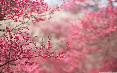 10 Latest Cherry Blossoms Wallpaper Hd FULL HD 1920×1080 For PC Background | Cherry blossom ...