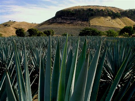 Elevation of Tequila, Jalisco, Mexico - Topographic Map - Altitude Map