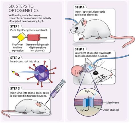 Why & How? | Neuroscience, Neuropsychology, Gene expression