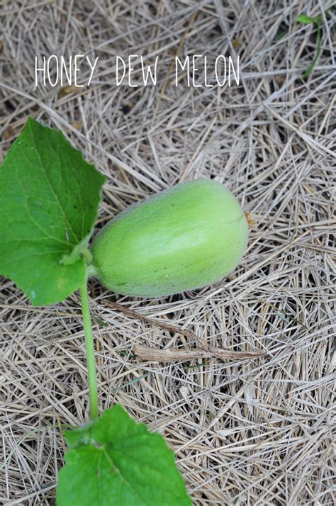 honey dew melon. love it! how to garden on link. | Urban garden, Starting a garden, Garden