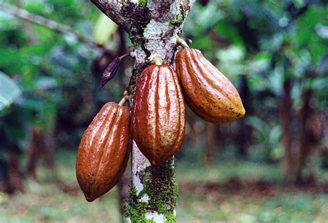 La storia del cioccolato: tutto quello che non sai del Cacao – Coccole ...