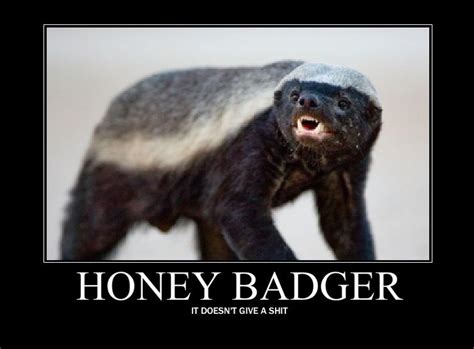 It all started with a little honey badger | Honey badger, Honey badger ...