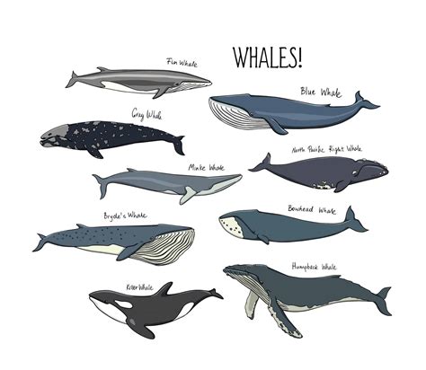 What is a Whale? - Ocean Alliance