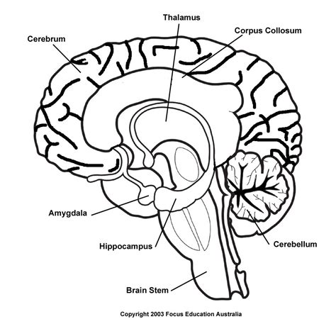 Drawing Of The Brain With Labels at PaintingValley.com | Explore collection of Drawing Of The ...