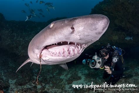 The Ragged Tooth Sharks of the Protea Banks | Indopacificimages