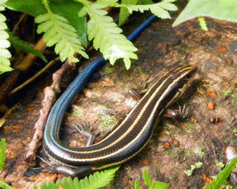 Japanese Five-Lined Skink | Project Noah