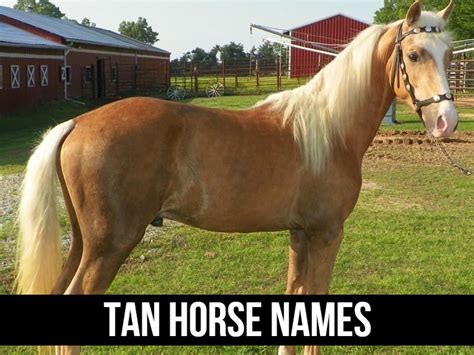 150+ Native American Horse Names and Their Inspiration