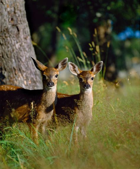 Black Tailed Deer Fawns, British Columbia, Canada Mural - Murals Your Way