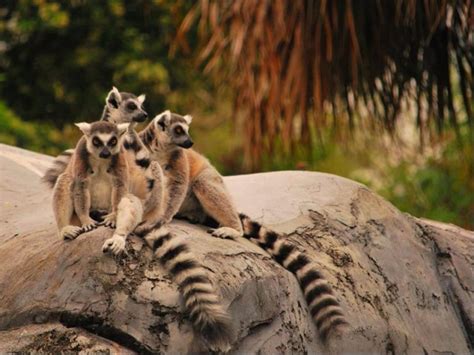 10 Best Zoos to Visit in Florida (with Photos) – Trips To Discover