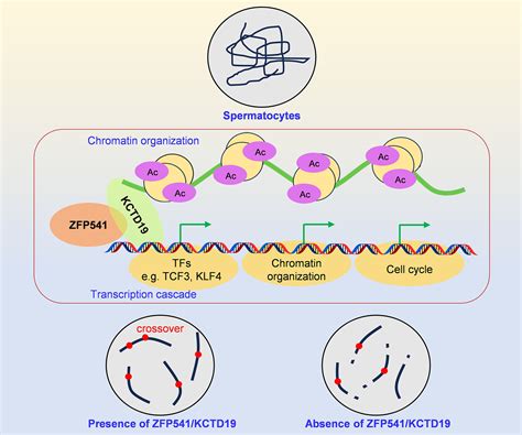 Cell Proliferation | Cell Biology Journal | Wiley Online Library